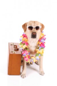 Dog friendly holiday cottages Dog & pet friendly holiday cottages