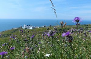 Self catering breaks at Veronica Cottage in Anvil Point Lighthouse, Dorset