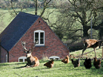 Deer Croft Cottage in Turnditch, Derbyshire