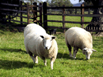 The Retreat in Hollington, Derbyshire, Central England