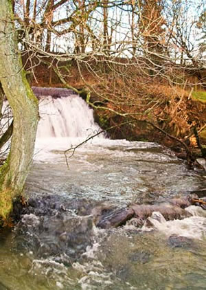 Self catering breaks at Darwin Cottage in Llansilin, Powys