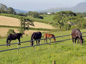 Self catering breaks at Ashbank Cottage in Tatham, North Yorkshire