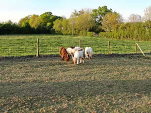 Self catering breaks at Majestic in Shaftesbury, Dorset