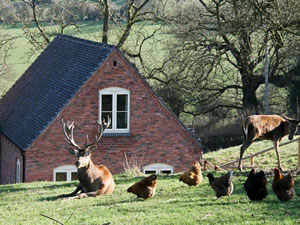 Self catering breaks at Deer Croft Cottage in Turnditch, Derbyshire