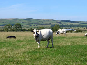 Self catering breaks at The Granary in Longframlington, Northumberland