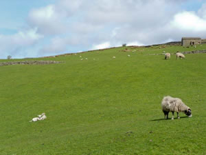 Self catering breaks at Hill Farm House in Dentdale, Cumbria