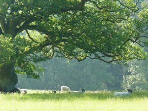 Self catering breaks at Lake View in Crediton, Devon