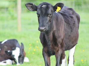 Self catering breaks at The Old Bothy in Bolton Low Houses, Cumbria