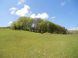 Self catering breaks at Ty Twt in Llywernog, Ceredigion