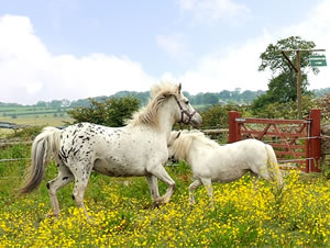 Self catering breaks at Bottomhouse Barn in Ipstones, Staffordshire