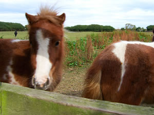 Self catering breaks at Northorpe Cottage in Atwick, North Yorkshire