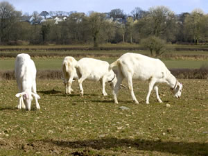 Self catering breaks at Y Bwthyn in Llandissilio, Pembrokeshire