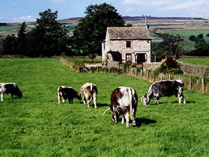 Self catering breaks at West Tofts in Mickleton, County Durham