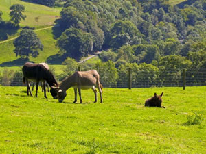 Self catering breaks at The Stables in Llandysul, Ceredigion