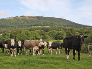 Self catering breaks at The Byre in Leighton, Shropshire