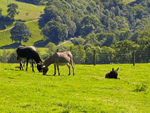 The Stables in Llandysul, Ceredigion, Mid Wales