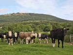 The Byre in Leighton, Shropshire