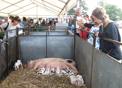 Edenbridge and Oxted Show