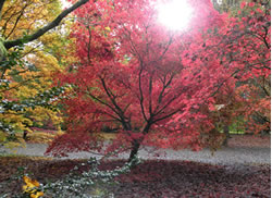 Westonbirt Arboretum