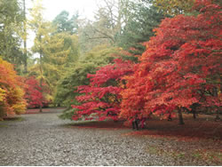 Westonbirt Arboretum