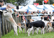 Okehampton Show