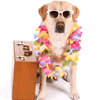 Pet dog friendly cottages and self catering apartments Pet dog friendly cottages and self catering apartments